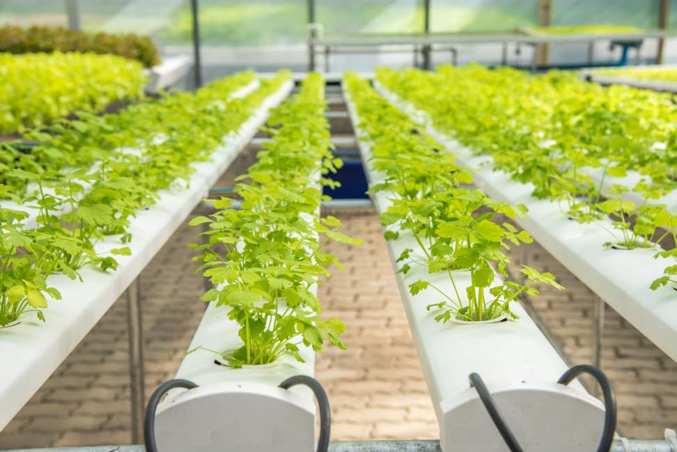 Hydroponic Farming